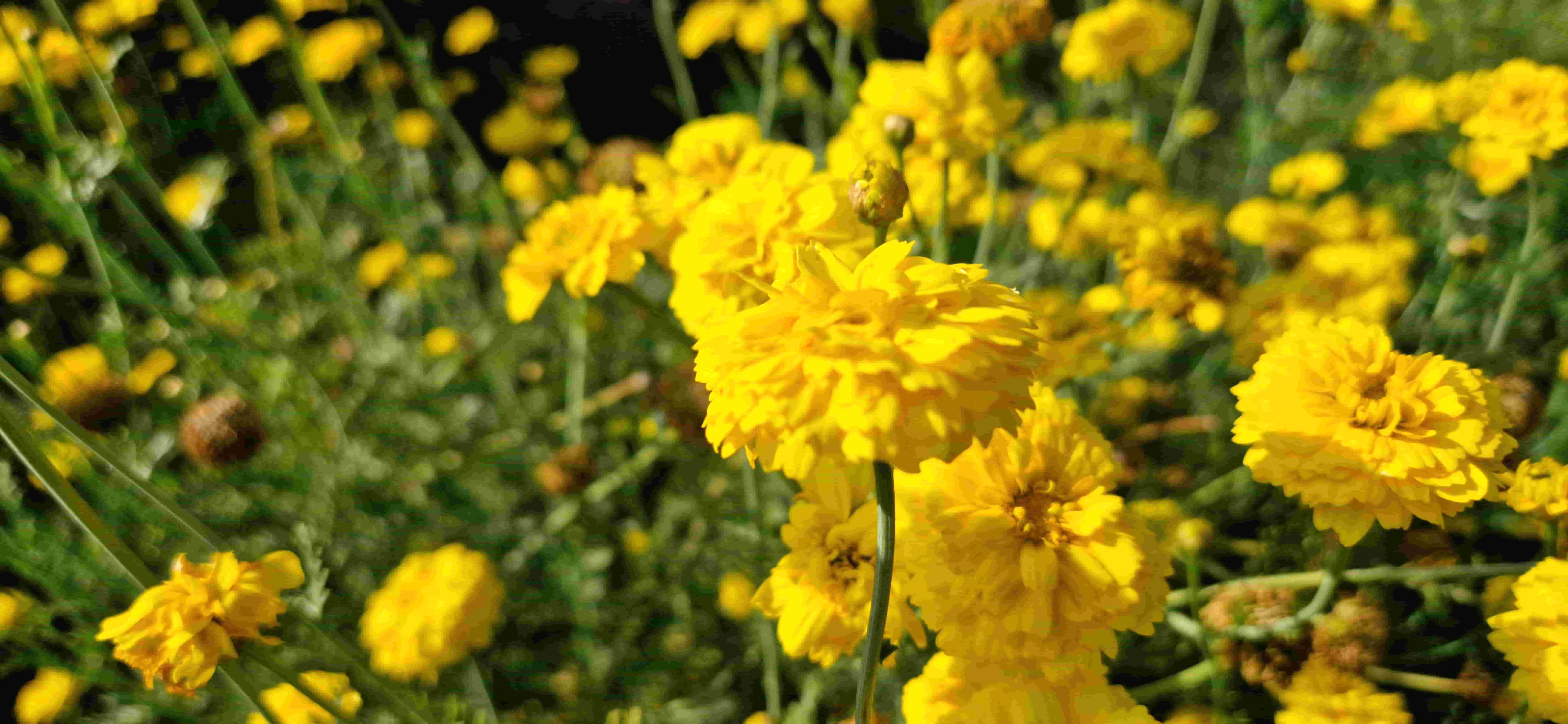 Chrysanthème comestible Double garland BIO