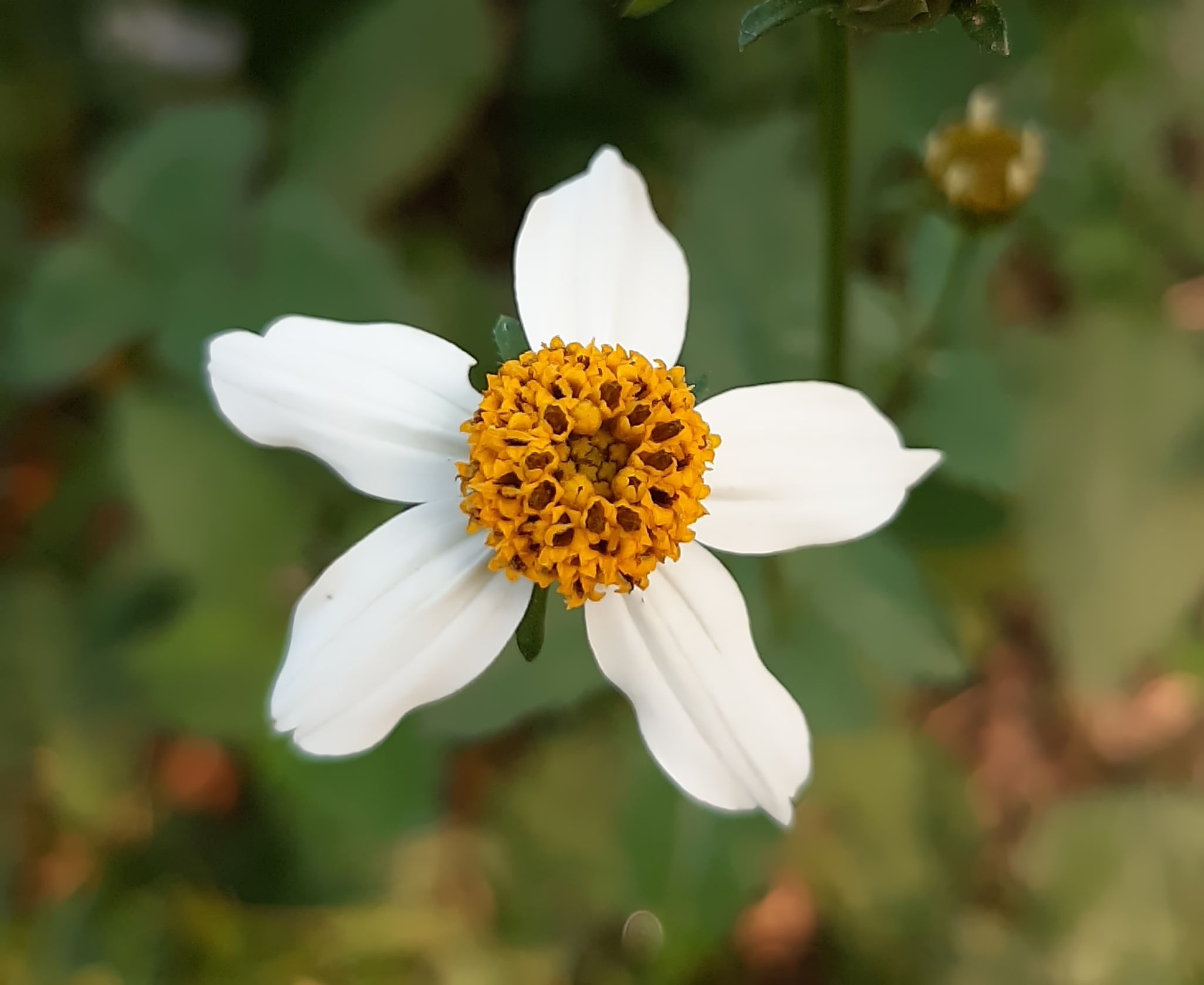 Cosmos diversifolius BIO