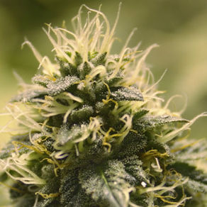 The Fight For Non Criminal Cannabis