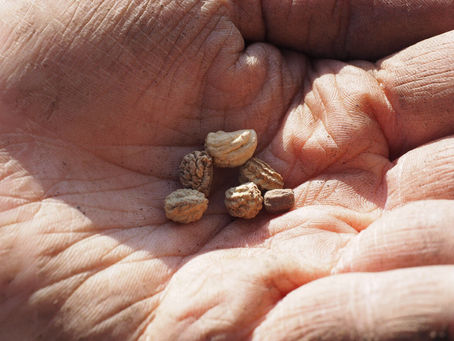 Der Garten im Dezember