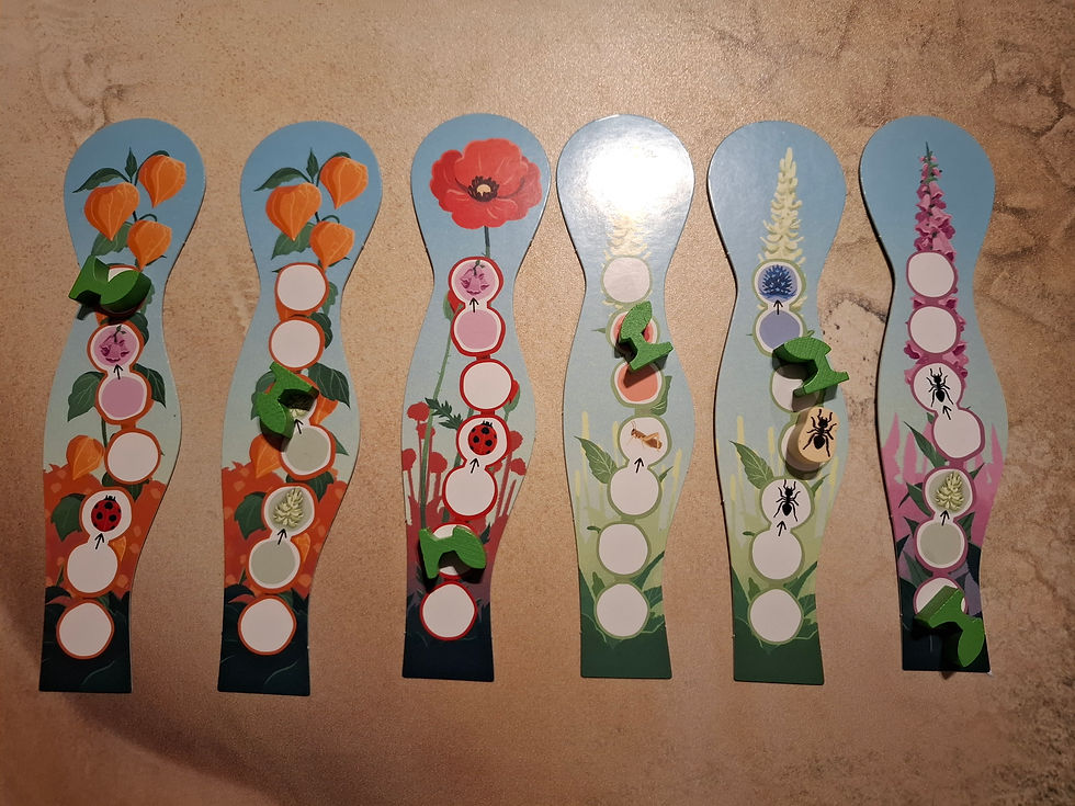 Bevor die Blumen auf eure Wiese kommen, müssen sie erst einmal wachsen...