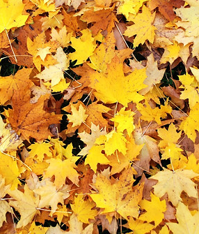 Leaves
