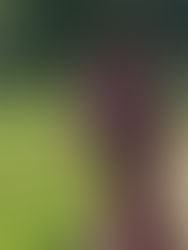 Mission experience part 1: MY EXPERIENCE RECEIVING MY MISSION CALL