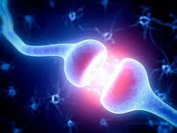 El cerebro tiene un botón de apagado El cerebro tiene un botón de apagado