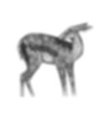 Doe Print Edition