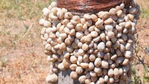 Manyetik alan oluşturan bakır sarmallar hayvanları kendine çekiyor / Tarımda zararlılarla doğal mücadele