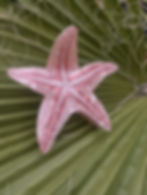 Pinces à cheveux étoile de mer, superbe accessoire pour l'été Barrette effet marbré Version rouge / corail ou rose