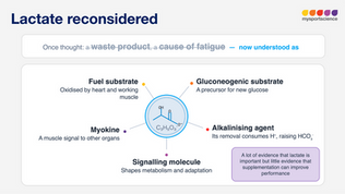 Lactate