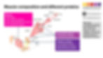 Skeletal muscle composition