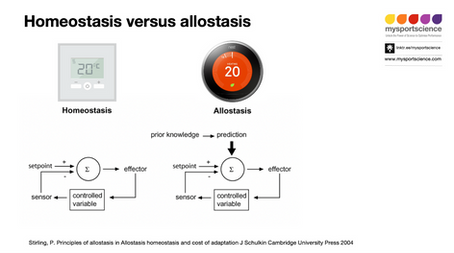 Why understanding allostasis is essential in elite sport