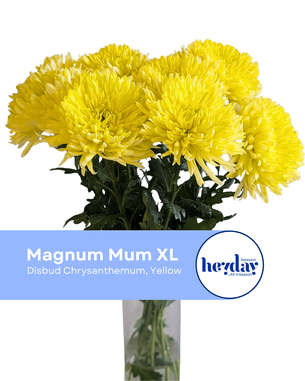 Disbud Chrysanthemum, Yellow