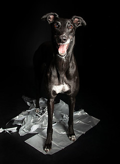 a black greyhound with white markings on chest, nose and toes. Standing on silver wrapping paper, mouth open & ears up, appears to be smiling.