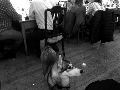 Pub Husky