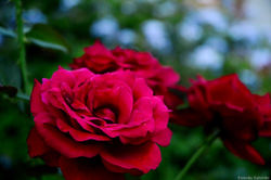 DSC_9191
