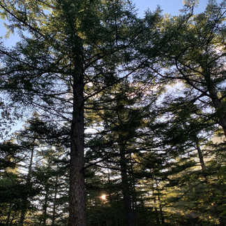 Chilly morning in Kamikochi