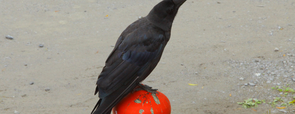 Crow outside Osorezan Aomori Japan