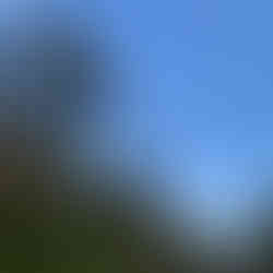 trees on kobushigatake mount kobushi