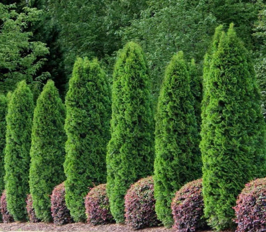 Emerald Green Arborvitae Tree