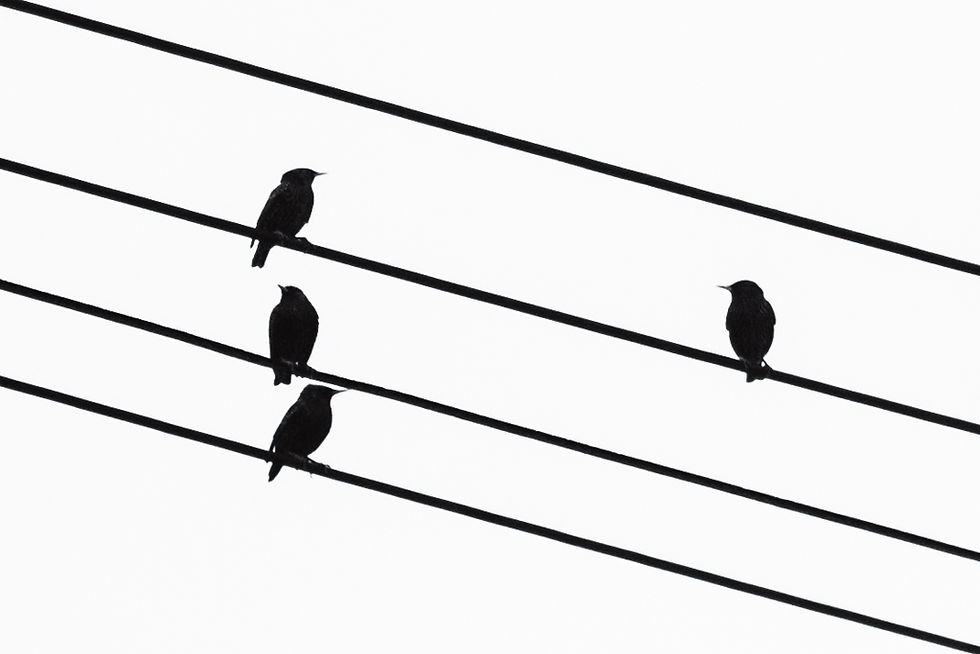 Birds on a wire