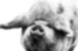 Clementine Kune Kune