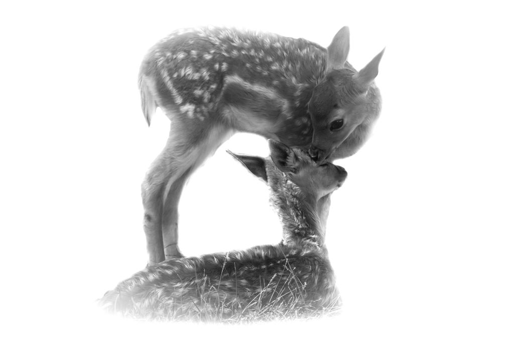 Fawn Love