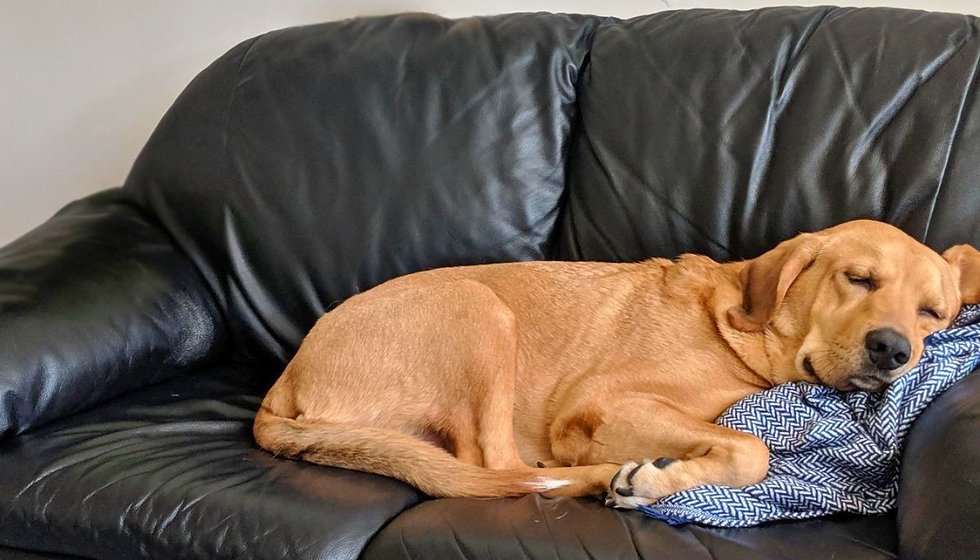 Dog sleeping at doggy daycare