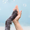 Dog Grooming Nail Clip at Off The Bone Doggy Daycare