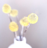 Yellow Flowers_edited_edited.jpg