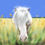 Thumbnail: GRAZIN IN THE GRASS, COLORFUL HORSE ART PRINT