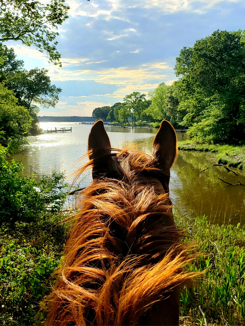 equestrian photography water view between the ears.