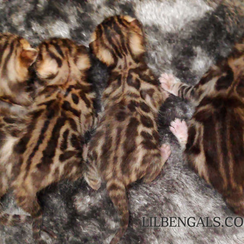 Lil Bengals Kittens