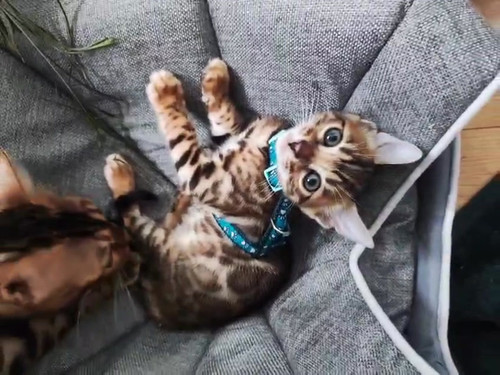 Ginger Bengal Cat good With