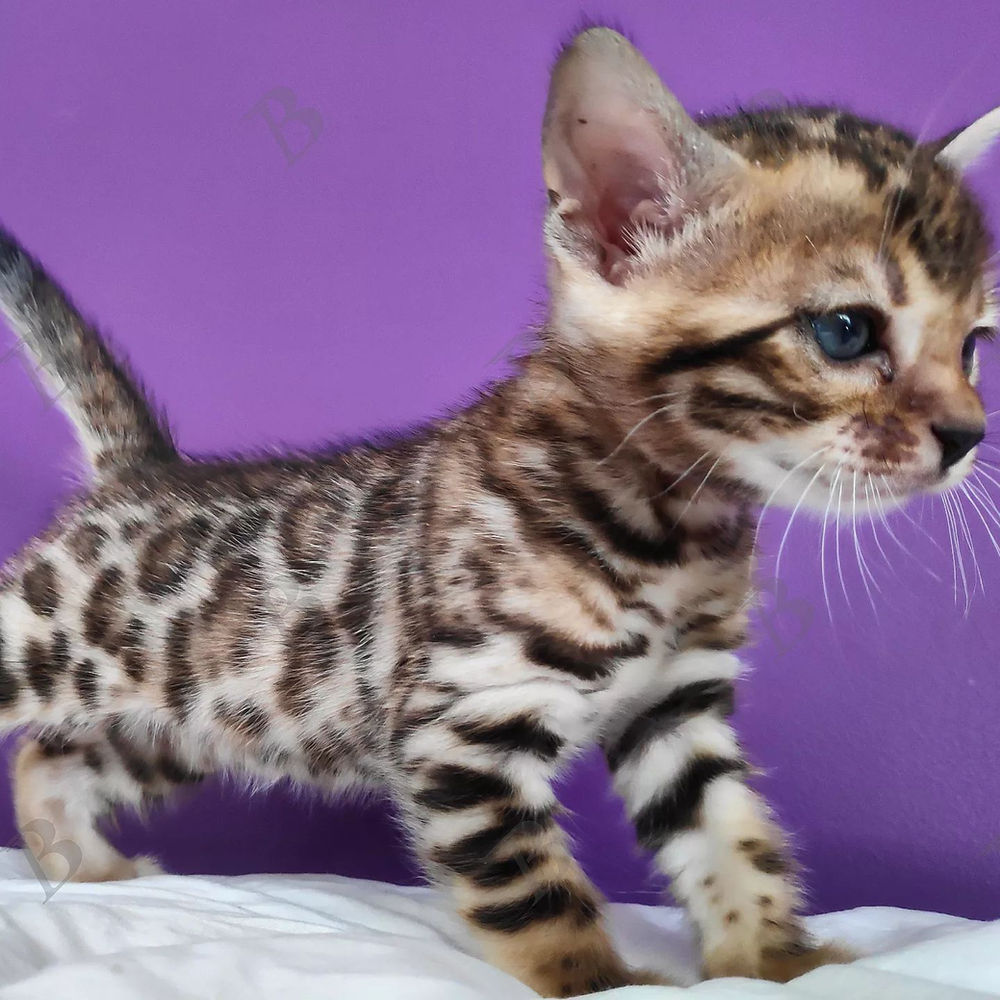Lil Bengals Kittens