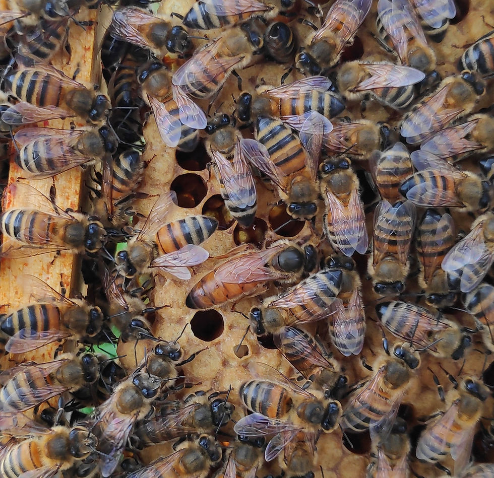 Thumbnail: Buckfast Queen Bee