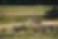 DSC_1035.JPG