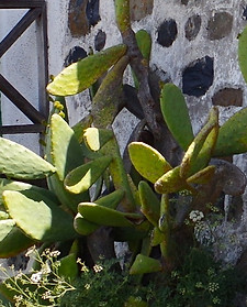 IMGP3037 - Version 2.JPG