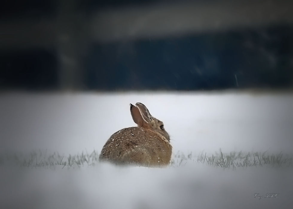 Winter Bunny