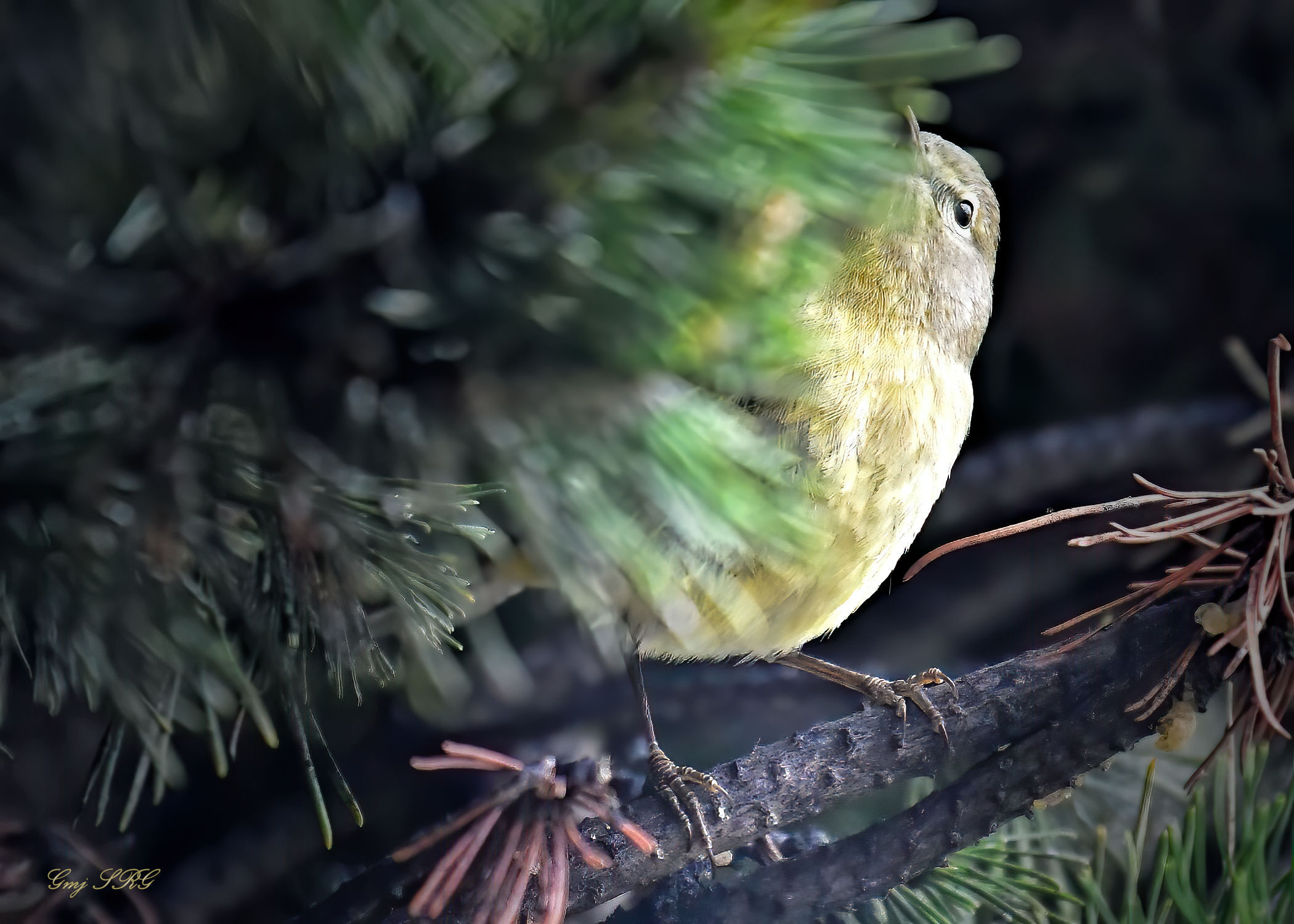 Lil Yello Looking Up