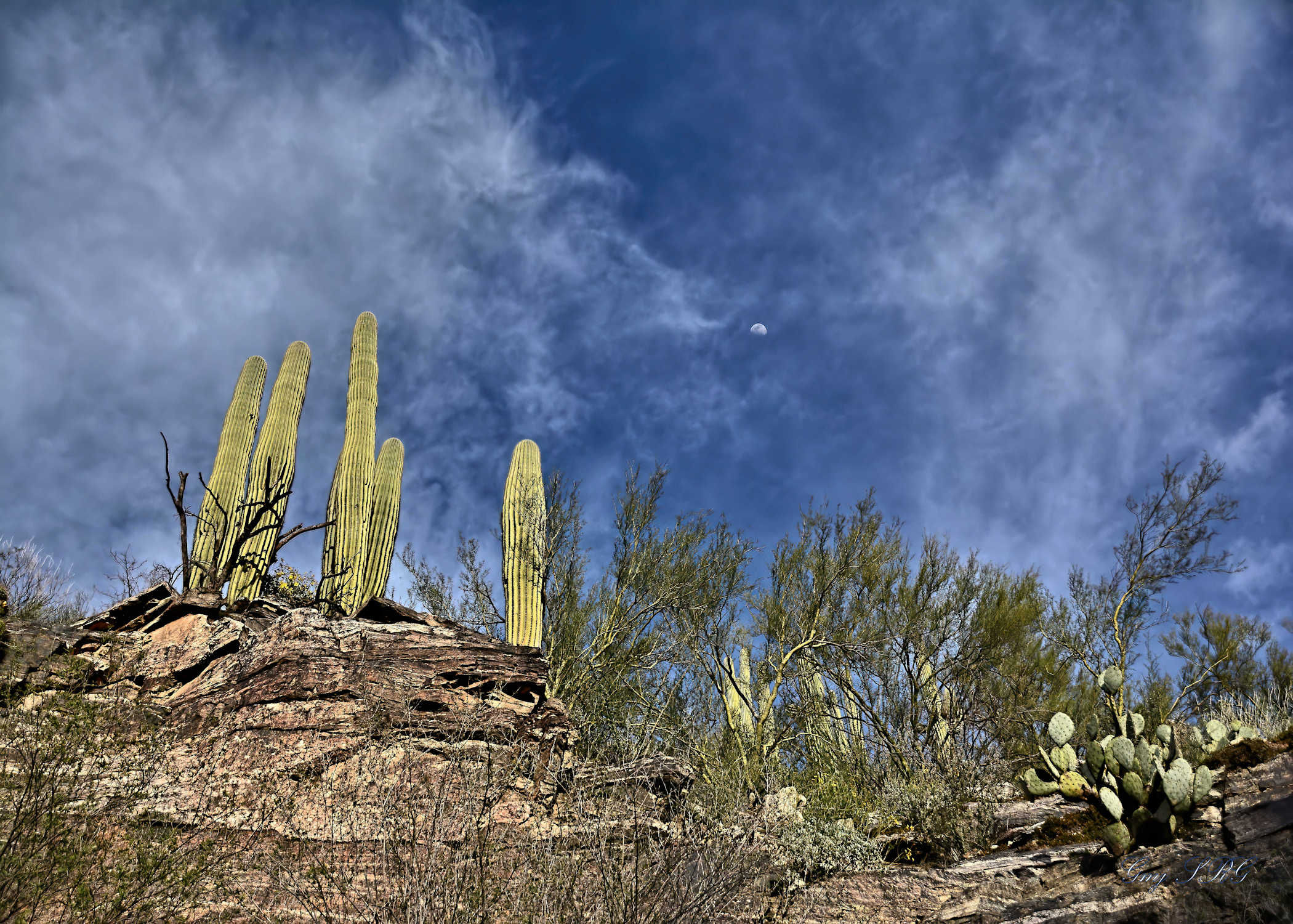 Saguaro National Park