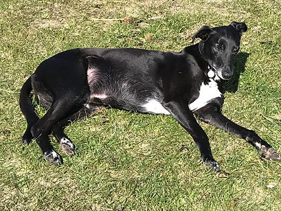 Shadow has the answer to the question: how do I start my private tutoring business?