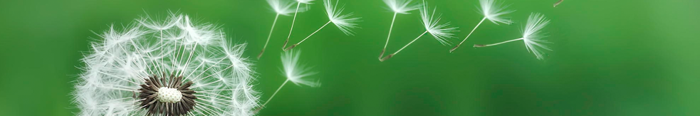 Wishes Fulfilled
