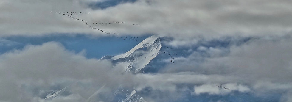 2016 ALASKA Mountains to Sea - 67.jpeg