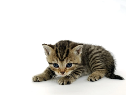 What is the Best Pet?