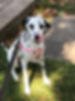 Balanced Bites helped calm the dog down so she can focus on training. It also helps with her allergies.
