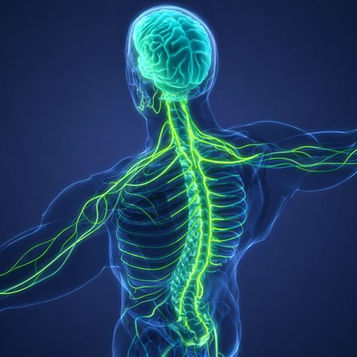 Mise en avant du nerf vague dans l'anatomie humaine