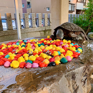 手水舎がいつも鮮やかな杉杜白髭神社