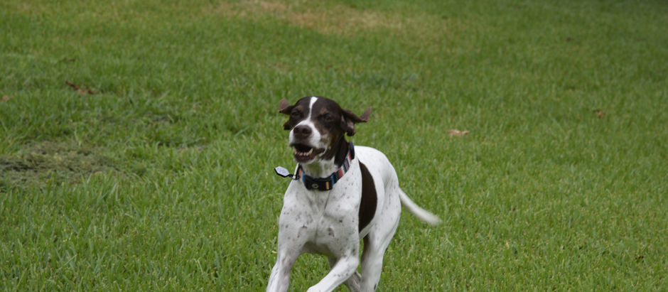 New Dog of the Week!