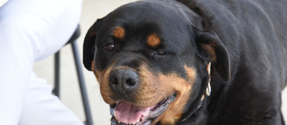 New Dog of The Week!