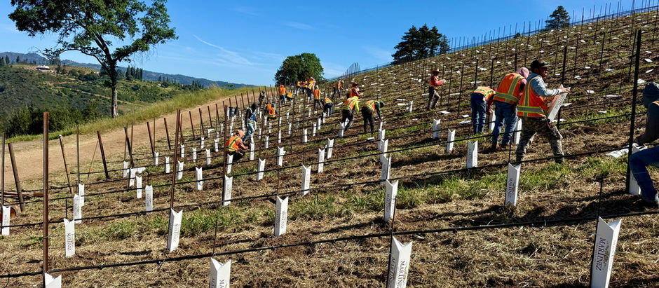 Spring Mountain Vineyard Kicks Off Phase 2 of Historic Replanting Six Weeks Early
