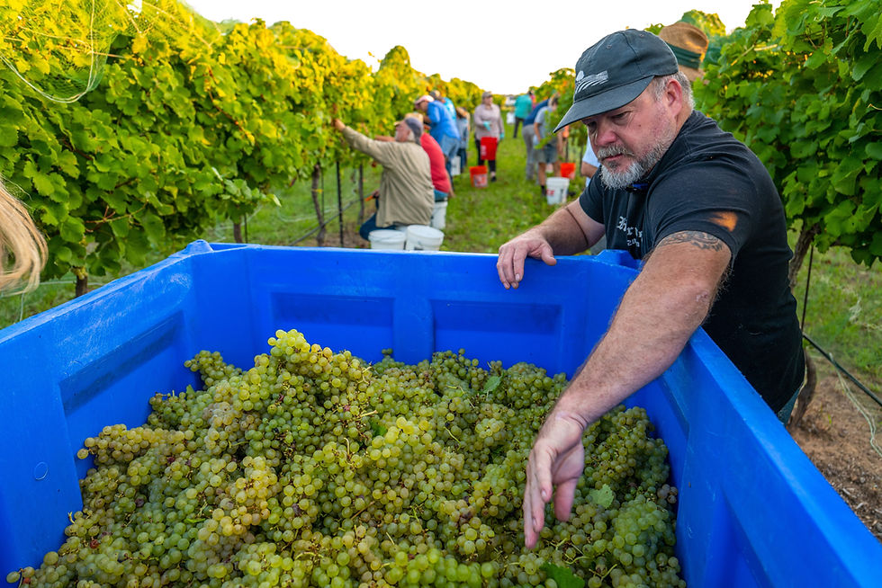 John Rivenburgh, Kerrville Hills Winery